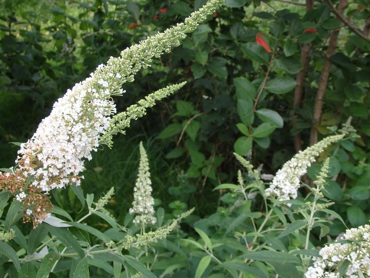Gradzkie  Krakowskie Mazury מראה חיצוני תמונה